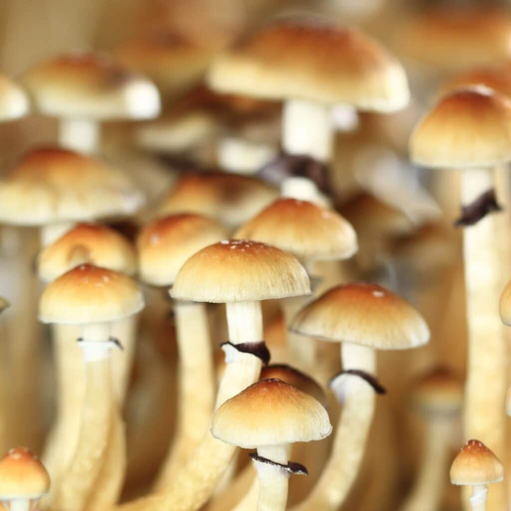 Cogumelos Psilocybe Cubensis - Amostra Botânica