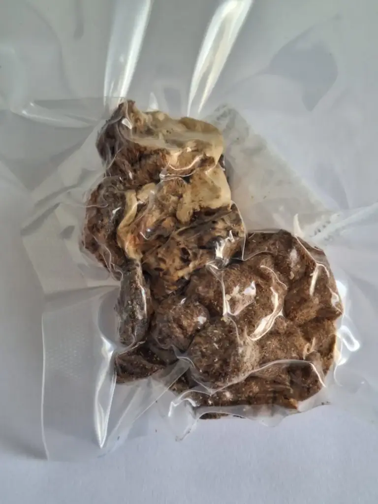 Cogumelos Juba de Leão Hericium Erinaceus – Amostra Etnobotânica